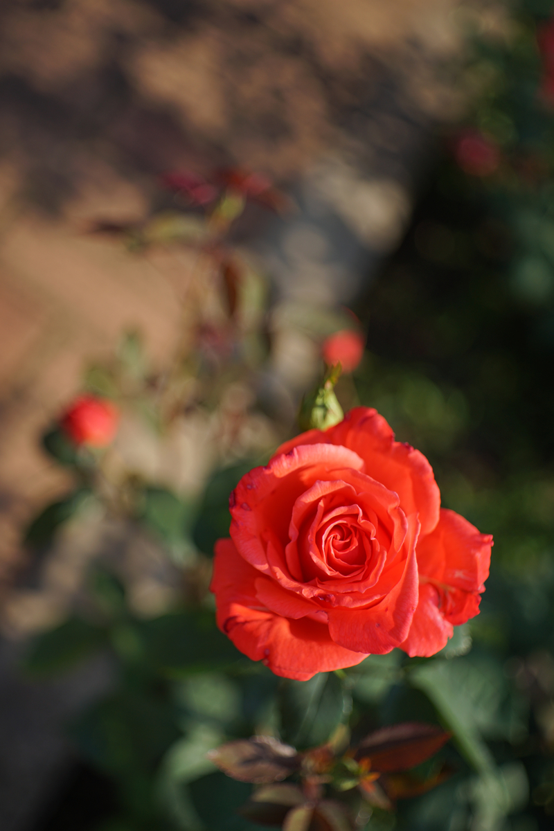 17. 「 Meyer-Optik Domiplan 50mm F2.8」ボケフォト的 作例