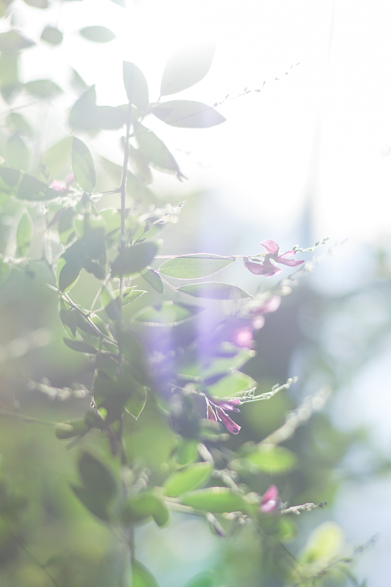 17. 「 Meyer-Optik Domiplan 50mm F2.8」ボケフォト的 作例