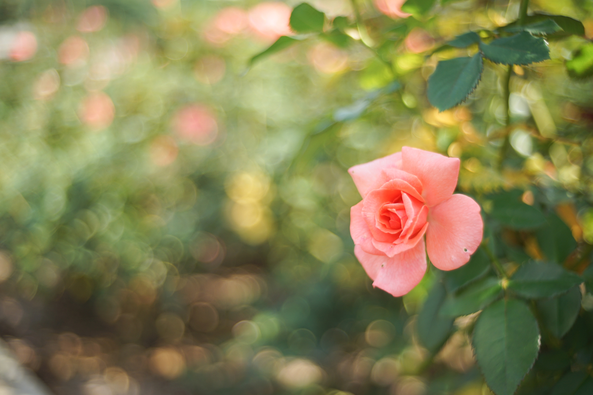 [良品/作例] Canon New FD 50mm f1.4 MF キヤノン Canon New FD 50mm F1.4 【作例多数】｜PS2U