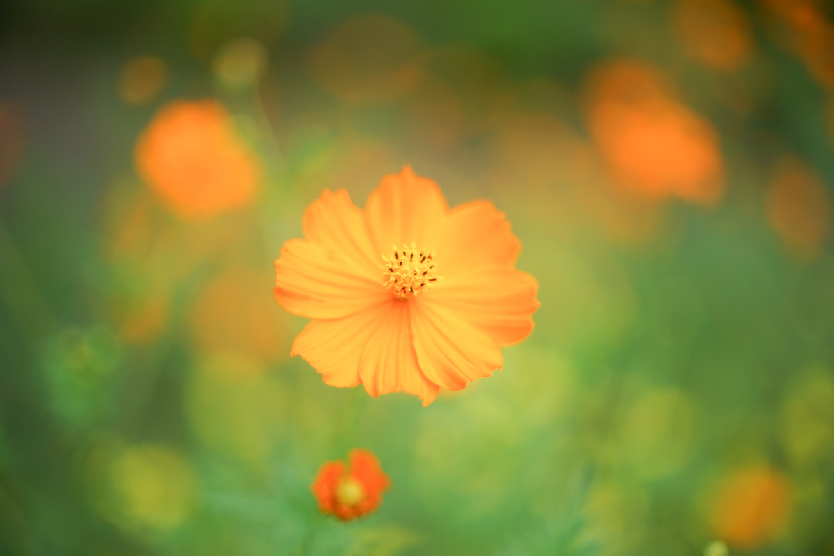 18. 「 CANON LENS FD 50mm f1.4」 ボケフォト的 作例