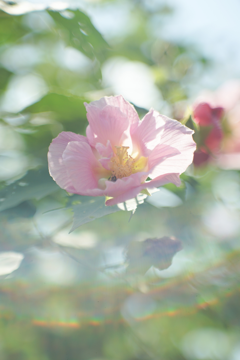 [良品/作例] Canon New FD 50mm f1.4 MF キヤノン 発色濃厚！CANON NEW FD 50mm F1.4【オールドレンズ 作例 camera