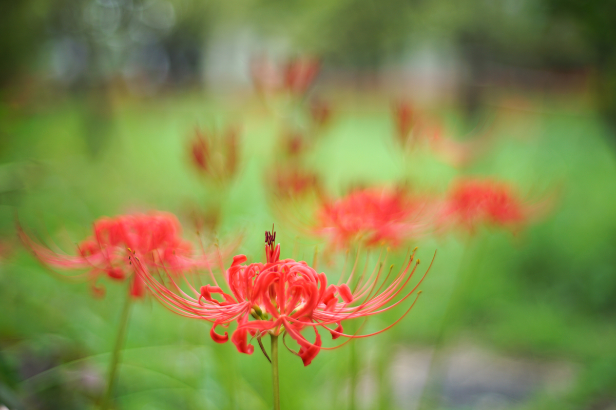 19. 「 Carl Zeiss Planer 50mm f1.4 ZE 」 ボケフォト的 作例