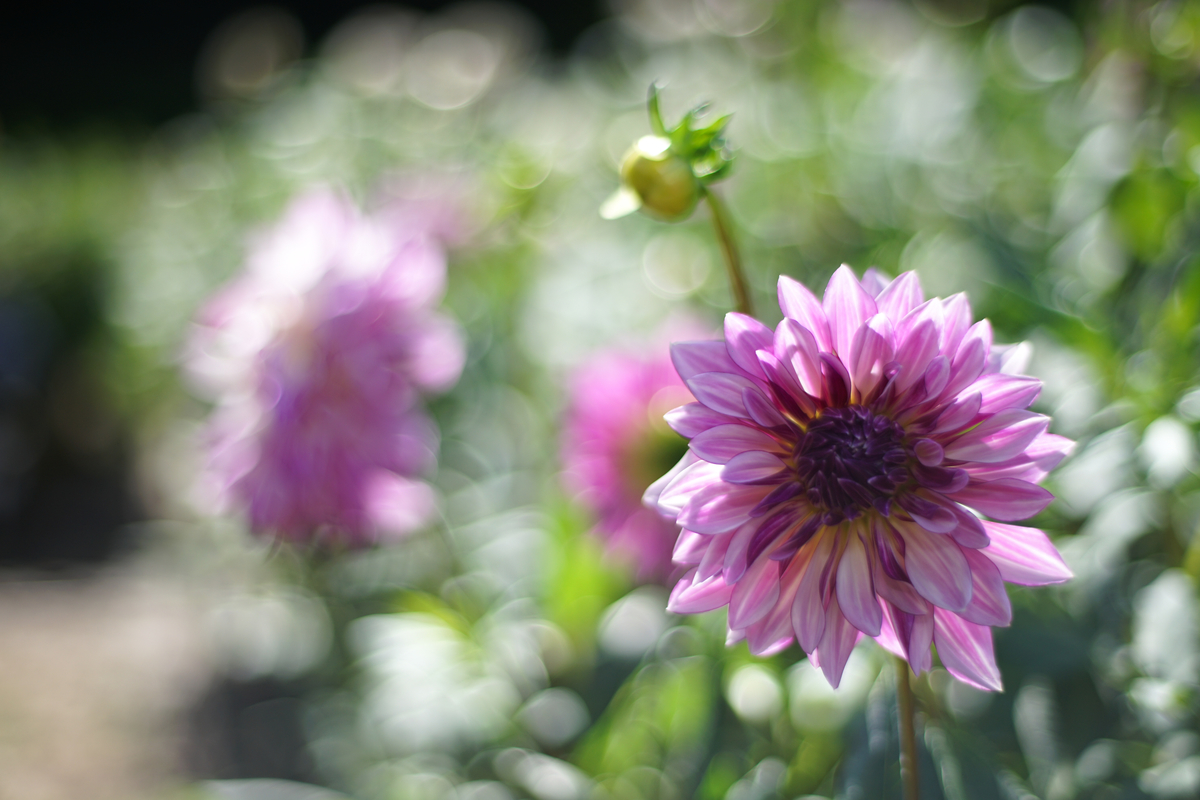19. 「 Carl Zeiss Planer 50mm f1.4 ZE 」 ボケフォト的 作例