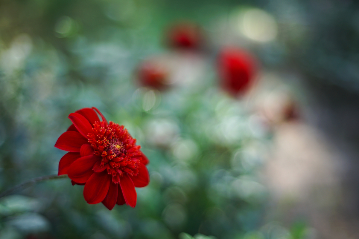 人物や作品撮りに❤️EOS 5DMarkII❤️Planar 50mm1.4付き 人物や作品撮りに❤️EOS 5DMarkII❤️Planar 50mm1.4付き TOKYO
