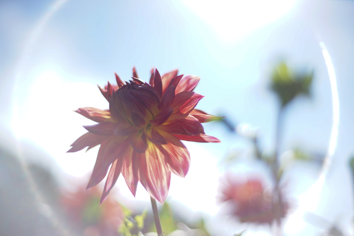 人物や作品撮りに❤️EOS 5DMarkII❤️Planar 50mm1.4付き 人物や作品撮りに❤️EOS 5DMarkII❤️Planar 50mm1.4付き 人物や作品