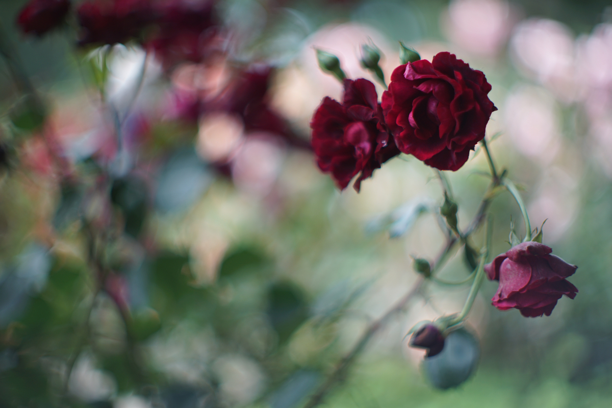 20. 「CANON LENS FL 58mm f1.2 (Ⅰ)」 ボケフォト的 作例