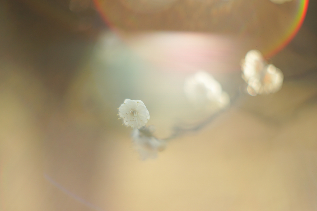 20. 「CANON LENS FL 58mm f1.2 (Ⅰ)」 ボケフォト的 作例 20. 「CANON LENS FL 58mm f1.2 (Ⅰ)」 ボケフォト的 作例