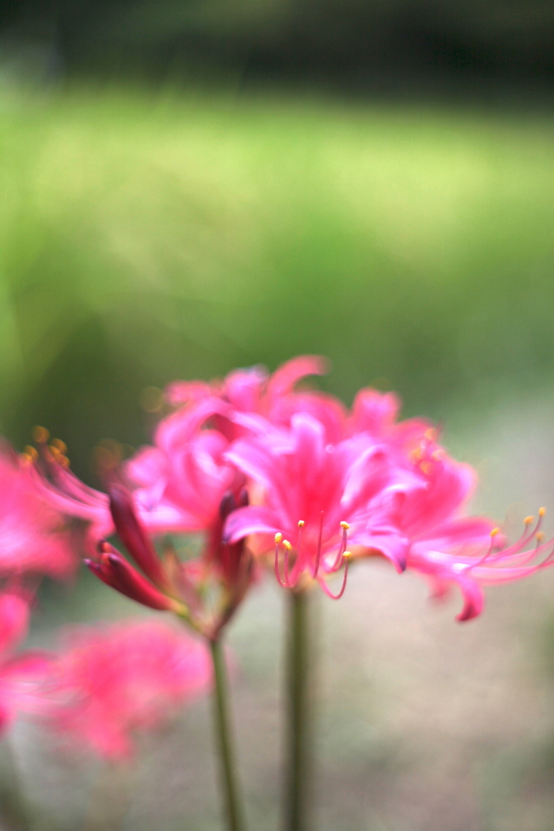 【美品・フード付】pentacon auto 50mm f1.8 作例あり Pentacon auto 50mm f1.8Multi Coating 前期型M42のReview作例 バブルボケ