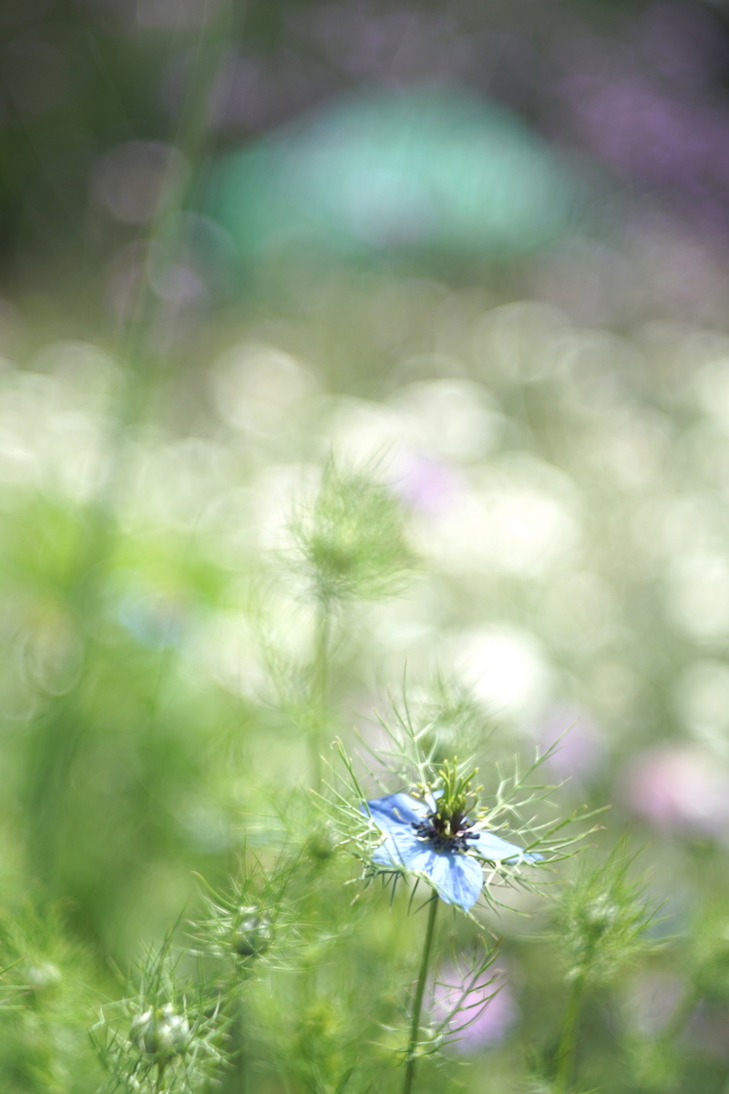26. 「P-Rokkor 75mm F2.5」ボケフォト的 作例 - 「ボケフォト 大好き！」