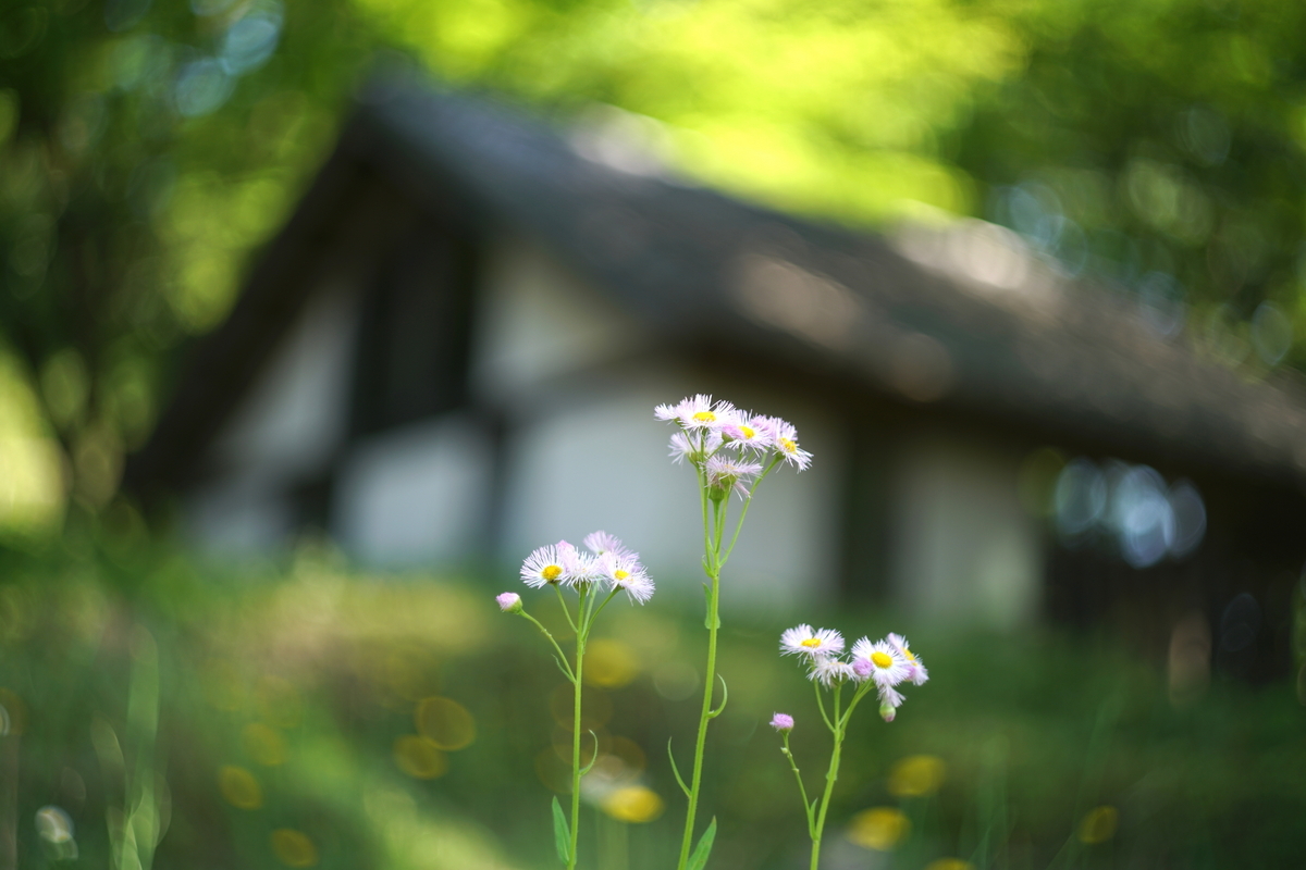 27. 「Helios-44-3 58mm F2」ボケフォト的 作例 - 「ボケフォト 大好き！」