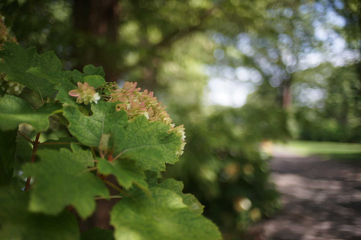 31. 「KONICA HEXANON AR 40mm F1.8」 ボケフォト的 作例