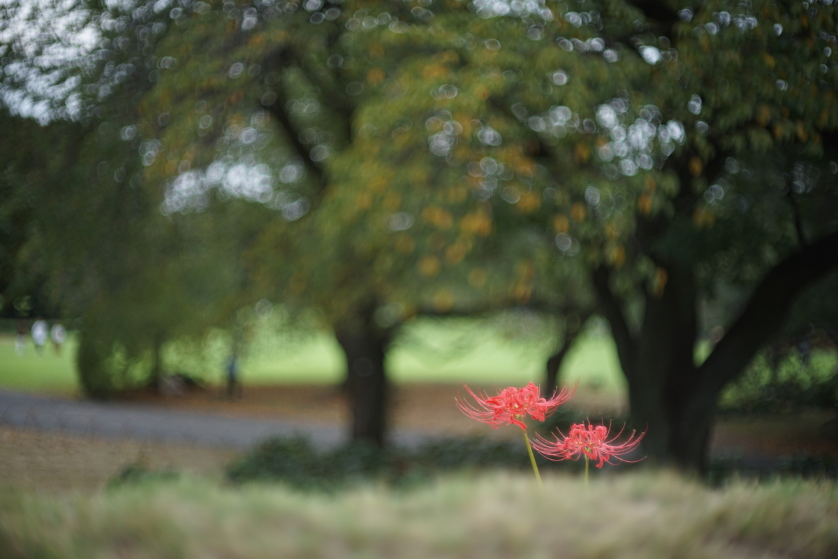 34. 「auto mamiya sekor sx 55mm f1.4」 ボケフォト的 作例