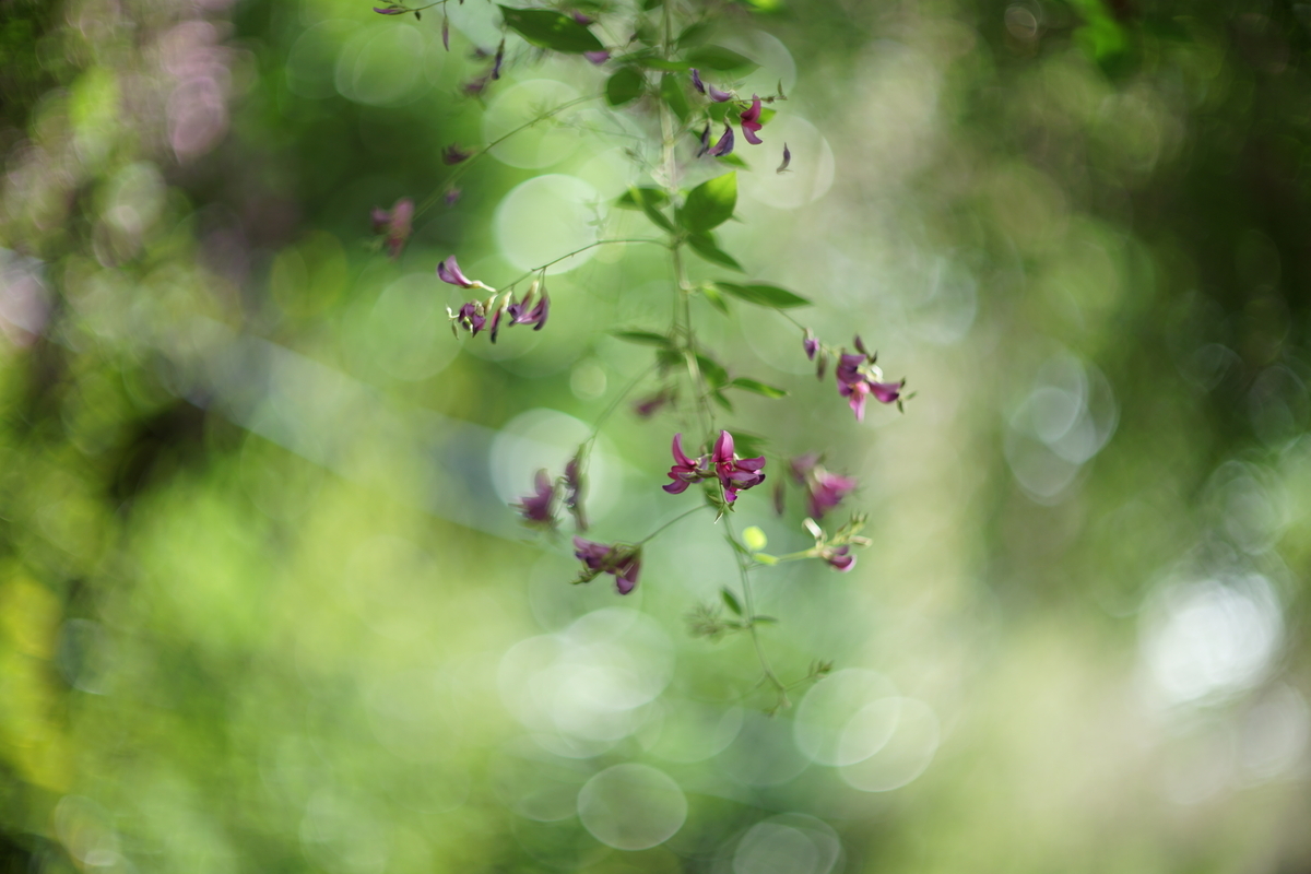 34. 「auto mamiya sekor sx 55mm f1.4」 ボケフォト的 作例