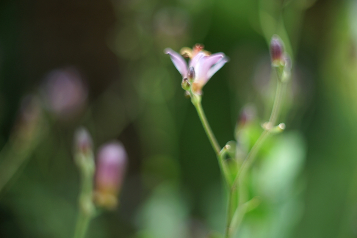 34. 「auto mamiya sekor sx 55mm f1.4」 ボケフォト的 作例