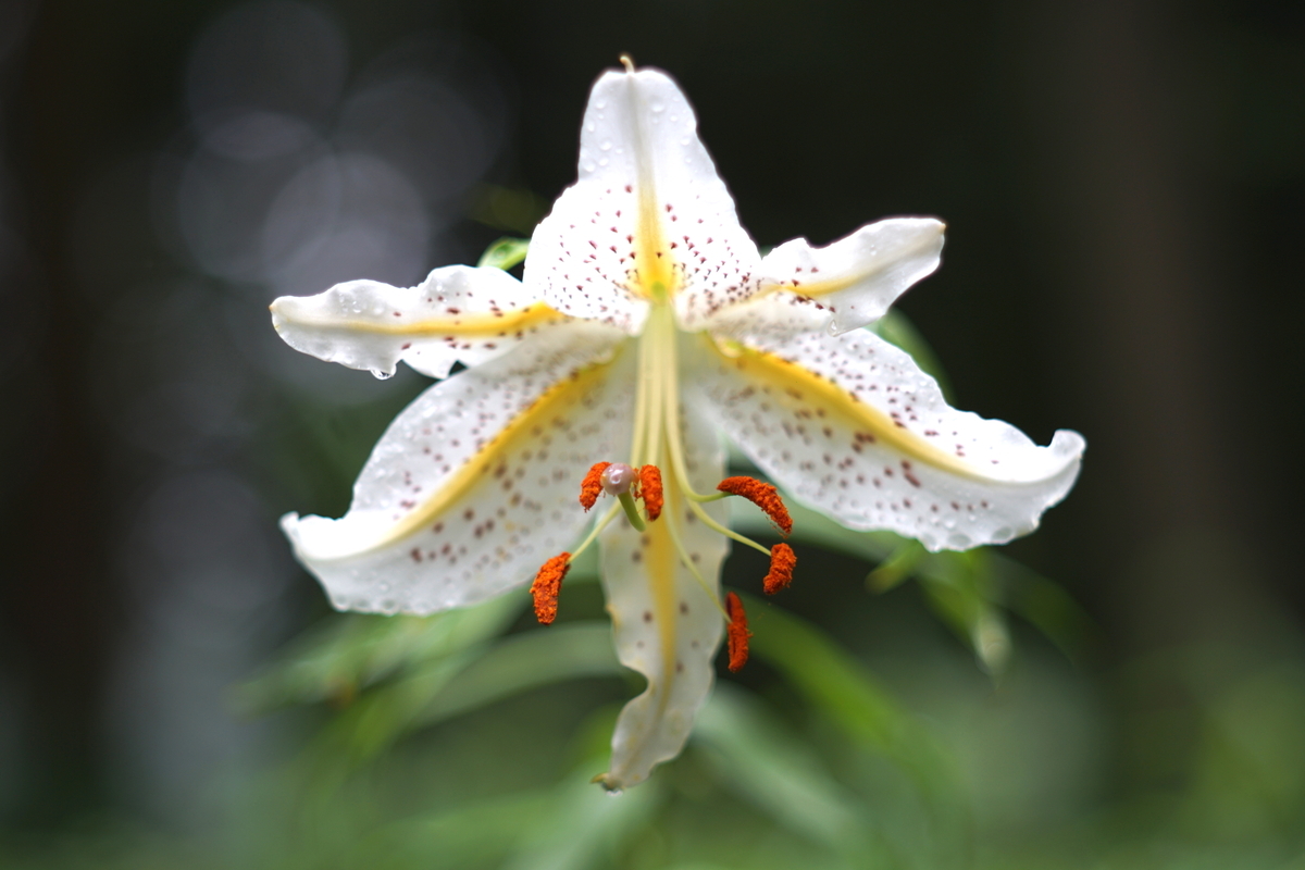 35. 「Super Takumar 105mm f2.8」 ボケフォト的 作例 - 「ボケフォト