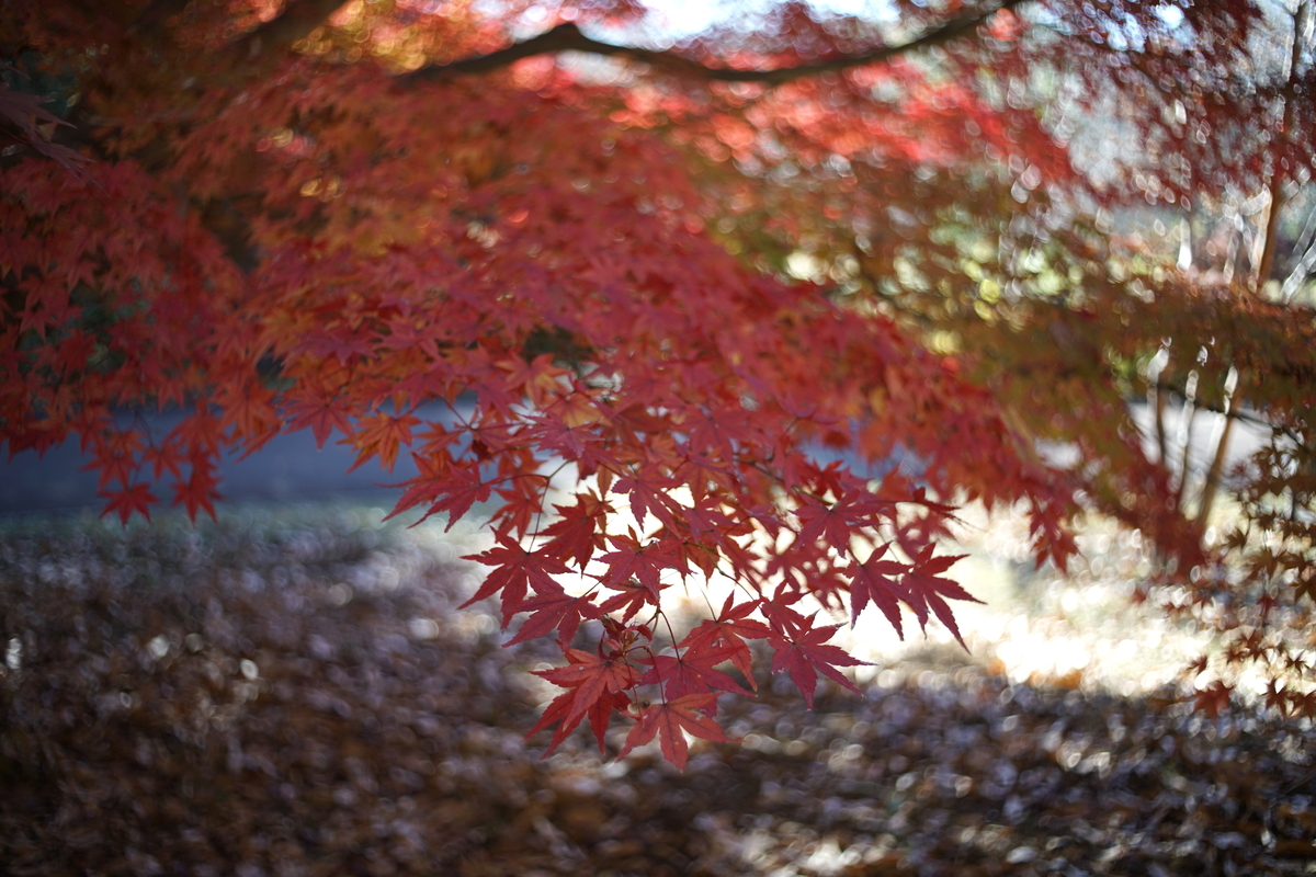39. 「KONICA HEXANON 35mm f2.8」 ボケフォト的 作例 - 「ボケフォト