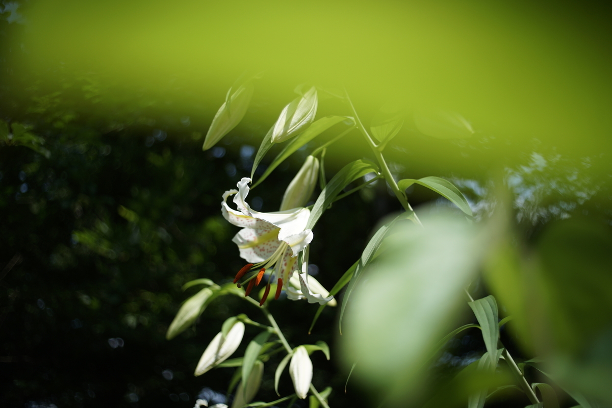 39. 「KONICA HEXANON 35mm f2.8」 ボケフォト的 作例 - 「ボケフォト