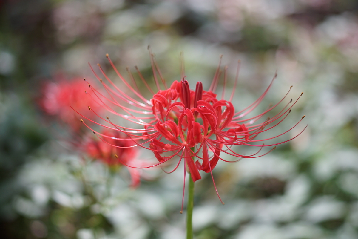 40. 「MD TELE ROKKOR 100mm f2.5」 ボケフォト的 作例 - 「ボケフォト