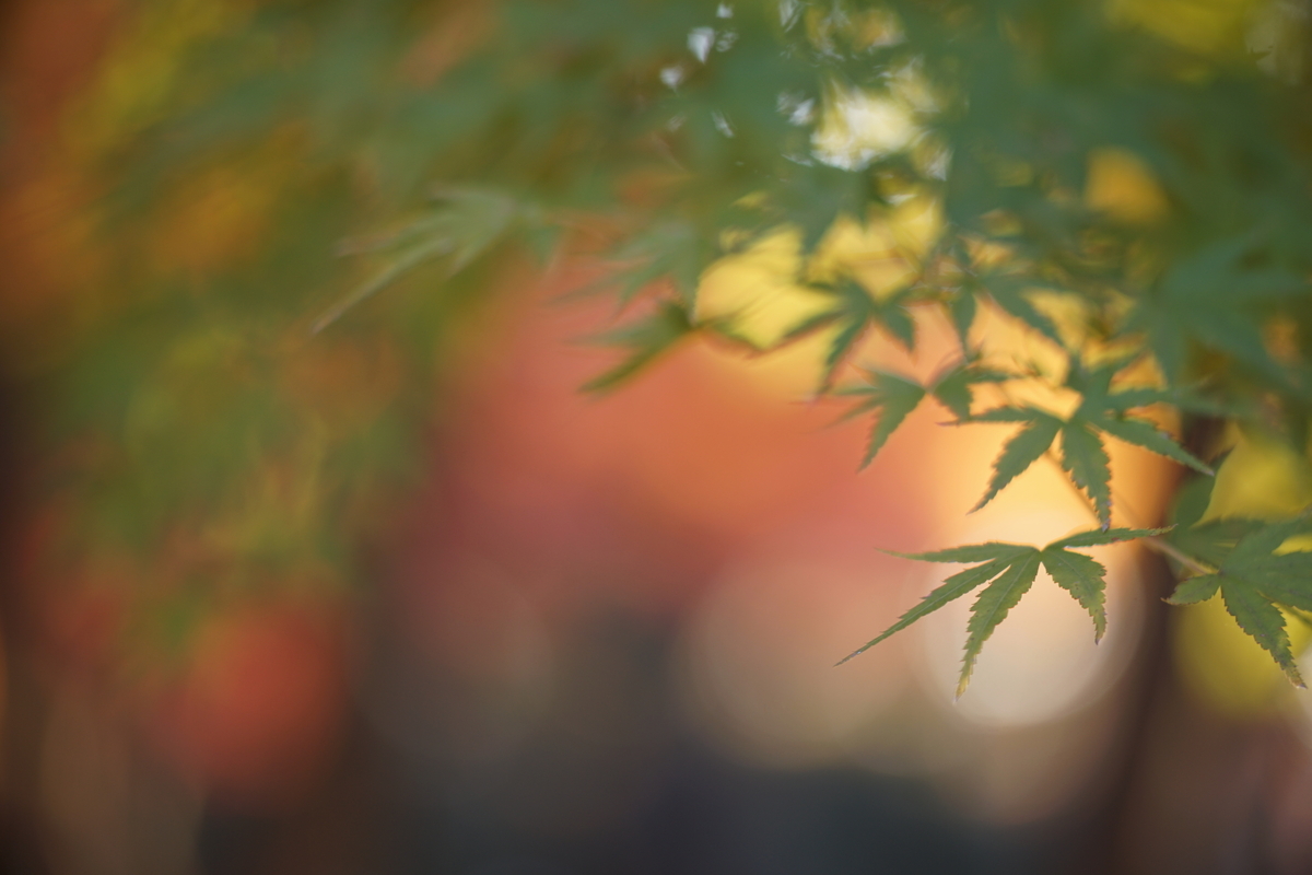 40. 「MD TELE ROKKOR 100mm f2.5」 ボケフォト的 作例 - 「ボケフォト