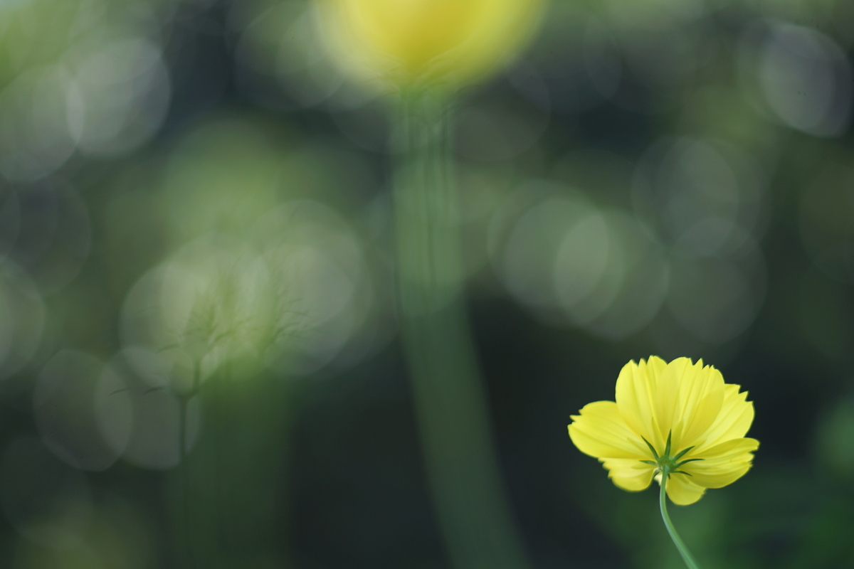 40. 「MD TELE ROKKOR 100mm f2.5」 ボケフォト的 作例 - 「ボケフォト