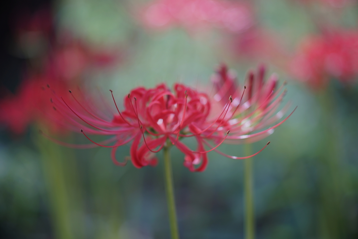 40. 「MD TELE ROKKOR 100mm f2.5」 ボケフォト的 作例 - 「ボケフォト