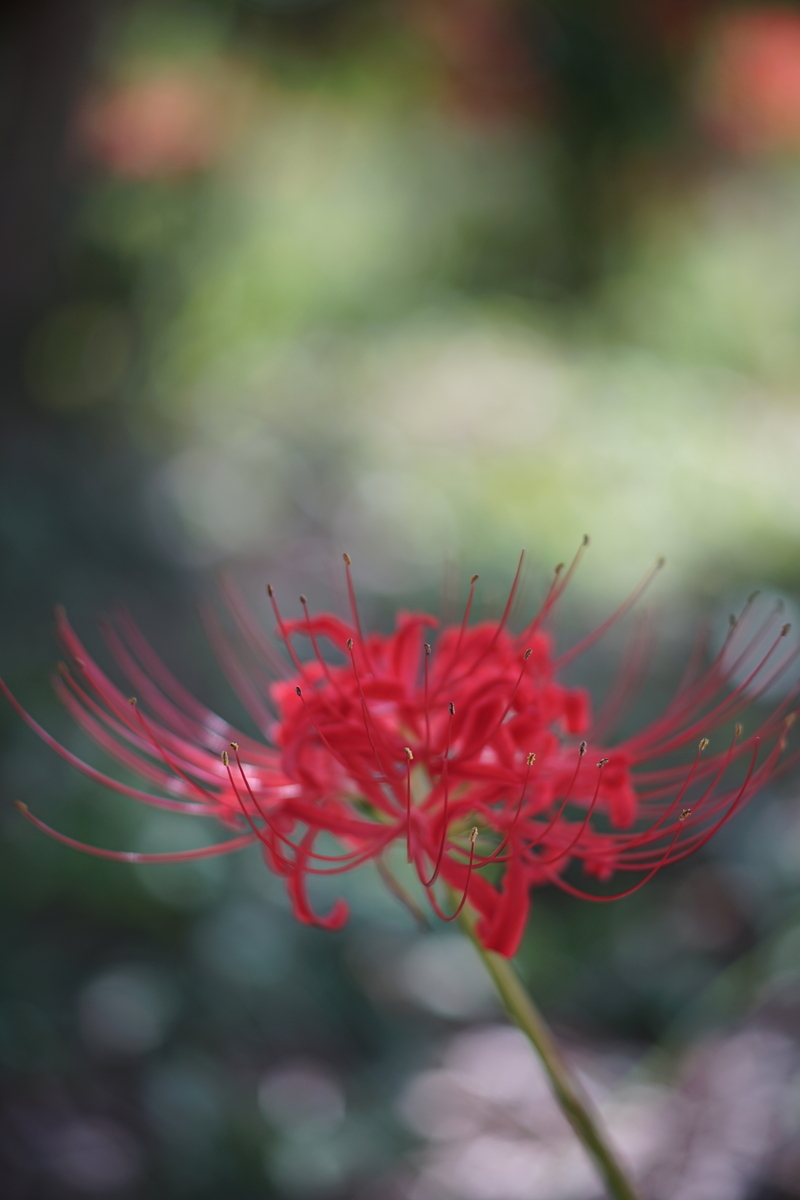 40. 「MD TELE ROKKOR 100mm f2.5」 ボケフォト的 作例 - 「ボケフォト