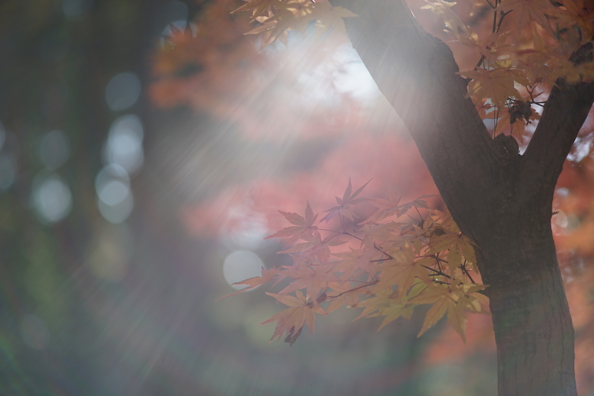40. 「MD TELE ROKKOR 100mm f2.5」 ボケフォト的 作例 - 「ボケフォト