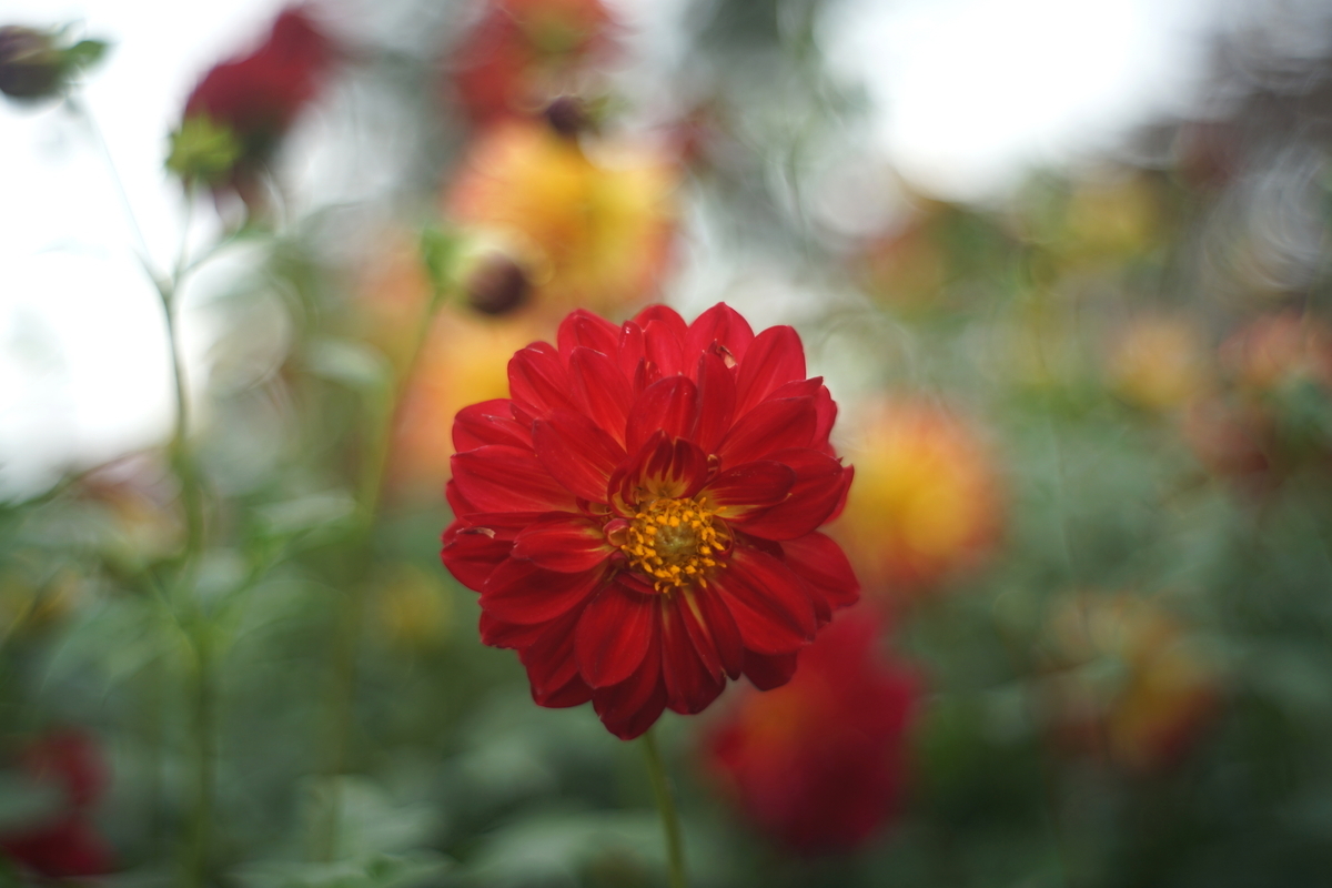 41. 「Jupiter-8 50mm f2」ボケフォト的 作例 - 「ボケフォト 大好き！」