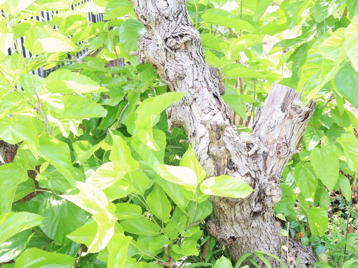 【温活】畑の桑の木で、自家製「桑の葉茶」を作ってみました！ - ぽかぽか温活日記