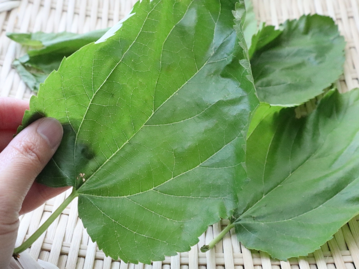 桑 の 葉 茶 の 作り方