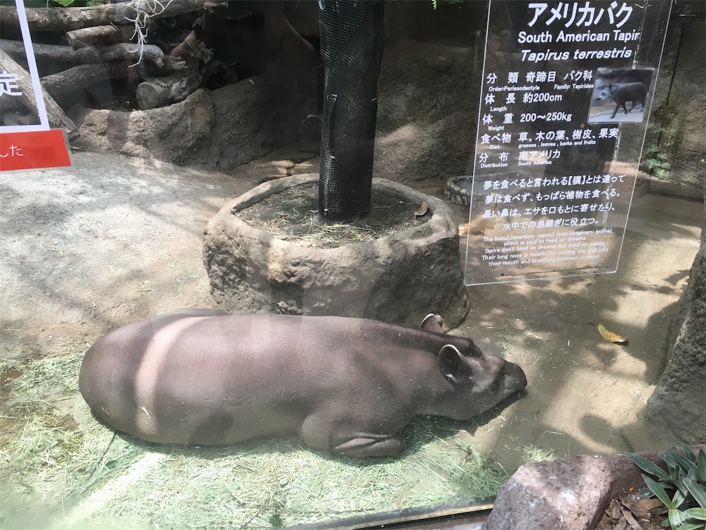 f:id:BRILLIANT-AGENCY-FUKUI:20190620202624j:image f:id:BRILLIANT-AGENCY-FUKUI:20190620202624j:image