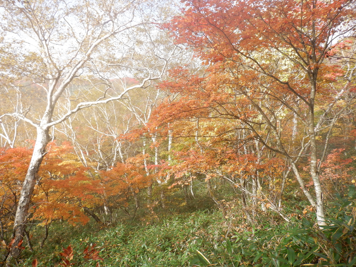 f:id:BSFlanker:20201014195027j:plain