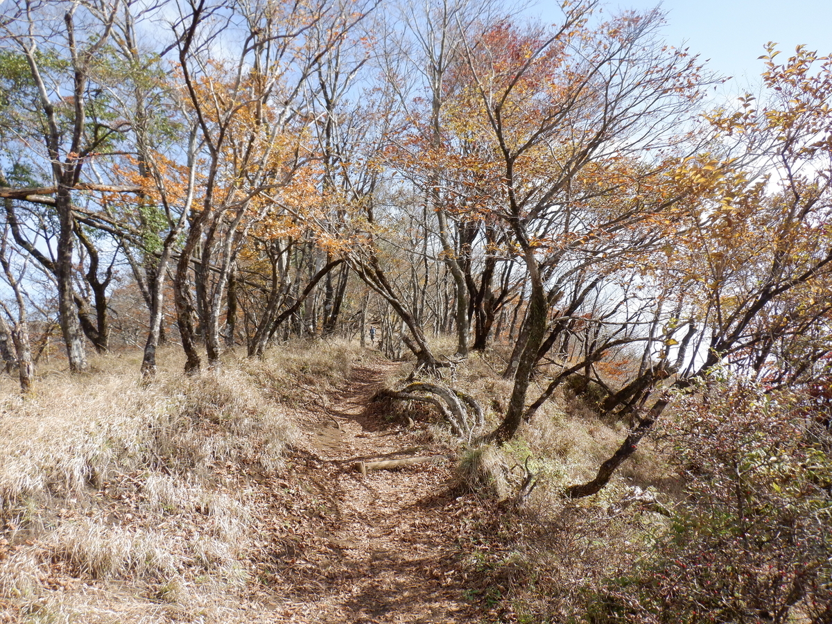 f:id:BSFlanker:20201102153041j:plain