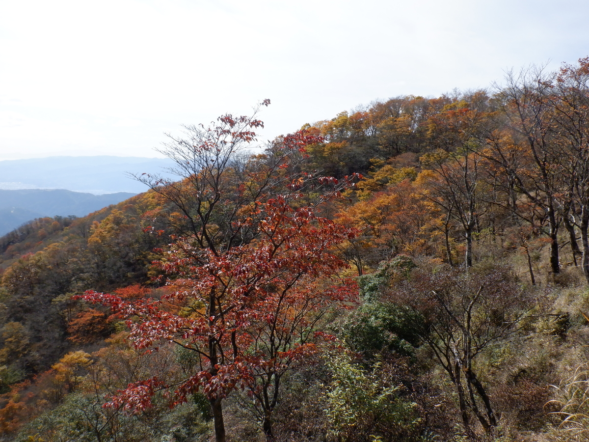 f:id:BSFlanker:20201102153122j:plain