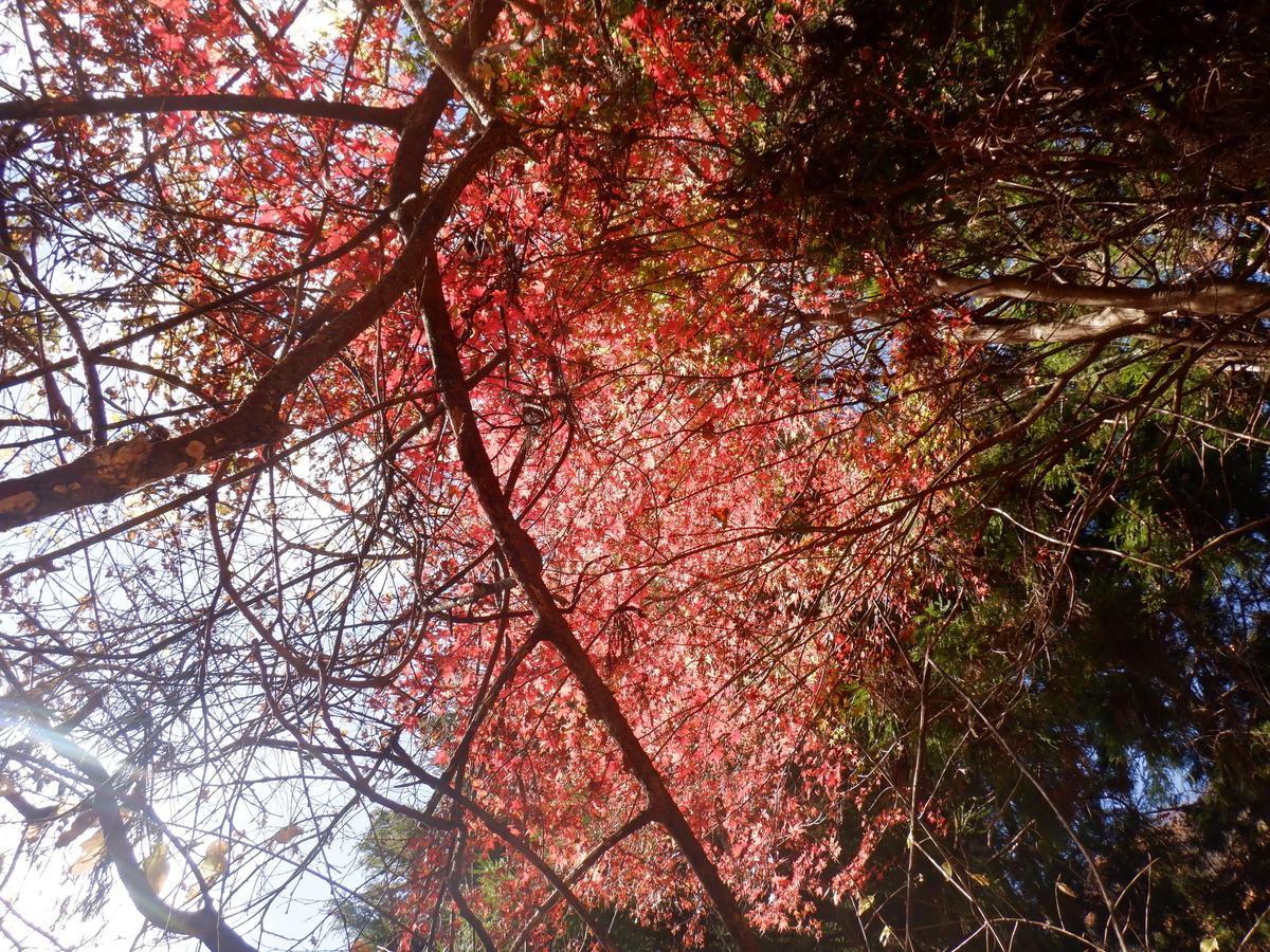 f:id:BSFlanker:20201125101118j:plain