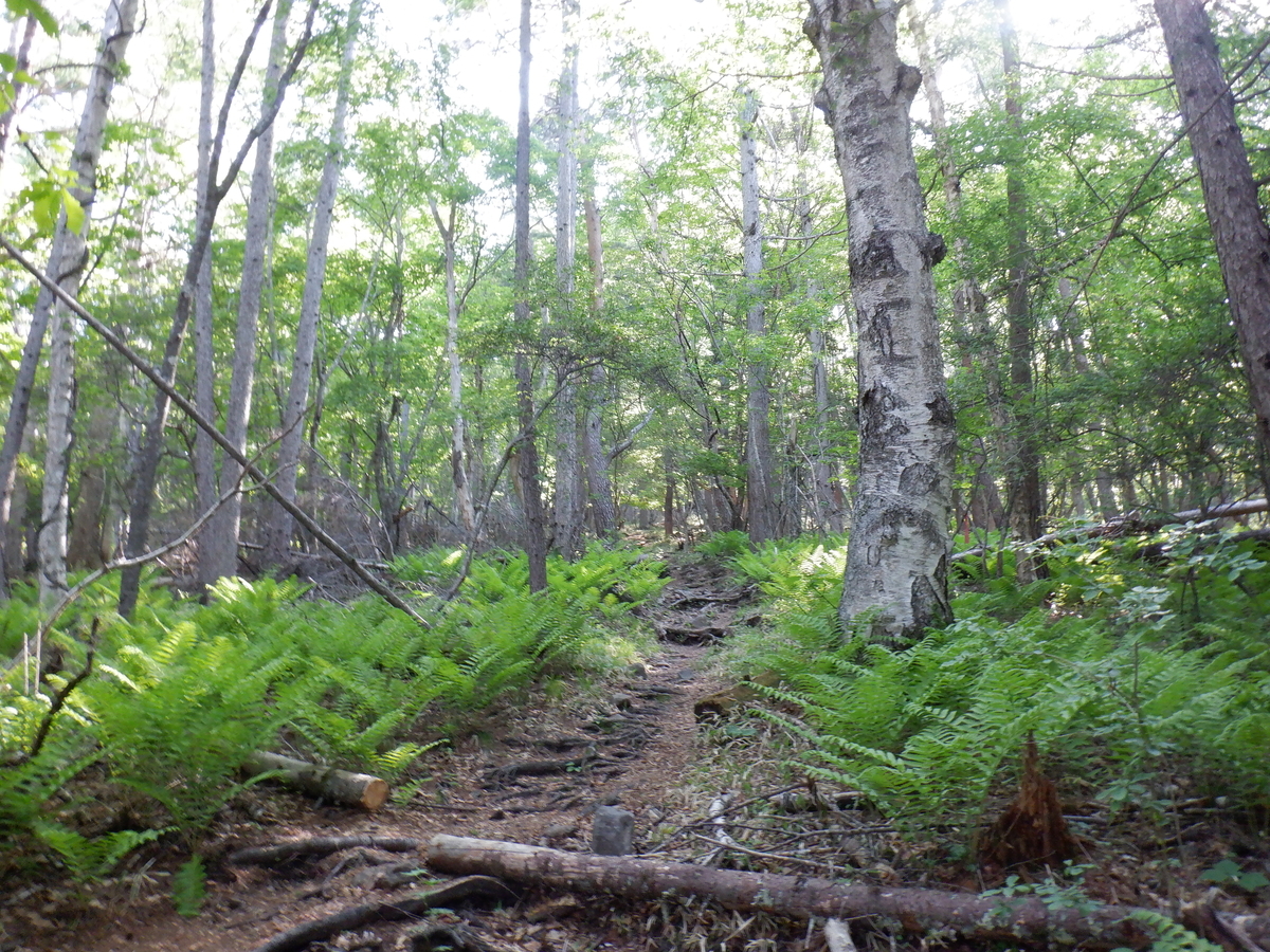 f:id:BSFlanker:20210610130250j:plain