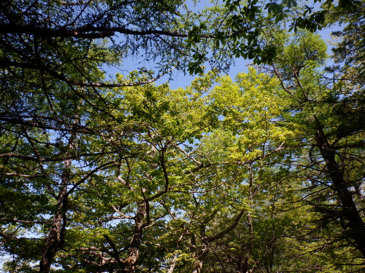 f:id:BSFlanker:20210610131244j:plain