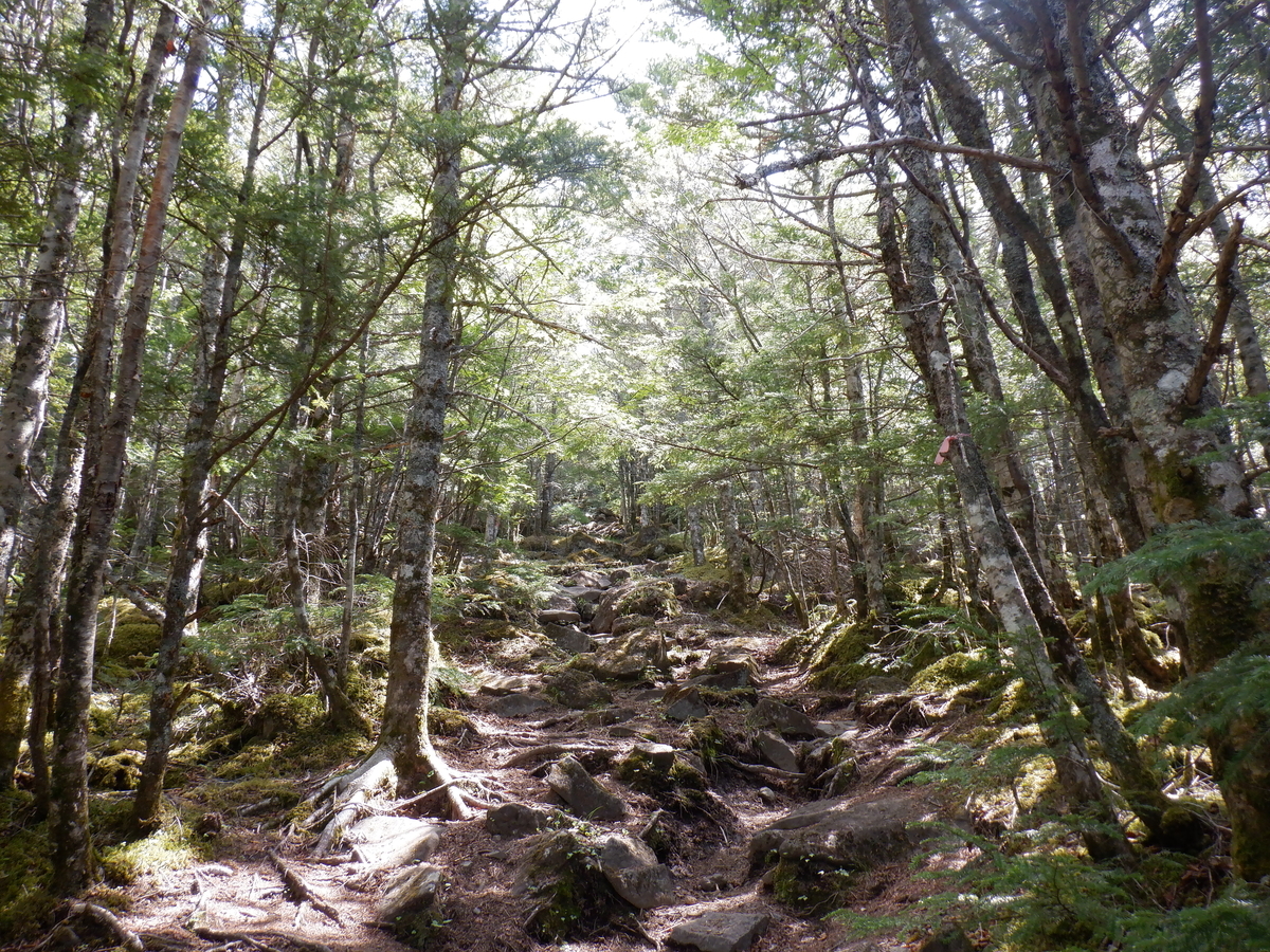 f:id:BSFlanker:20210610131531j:plain