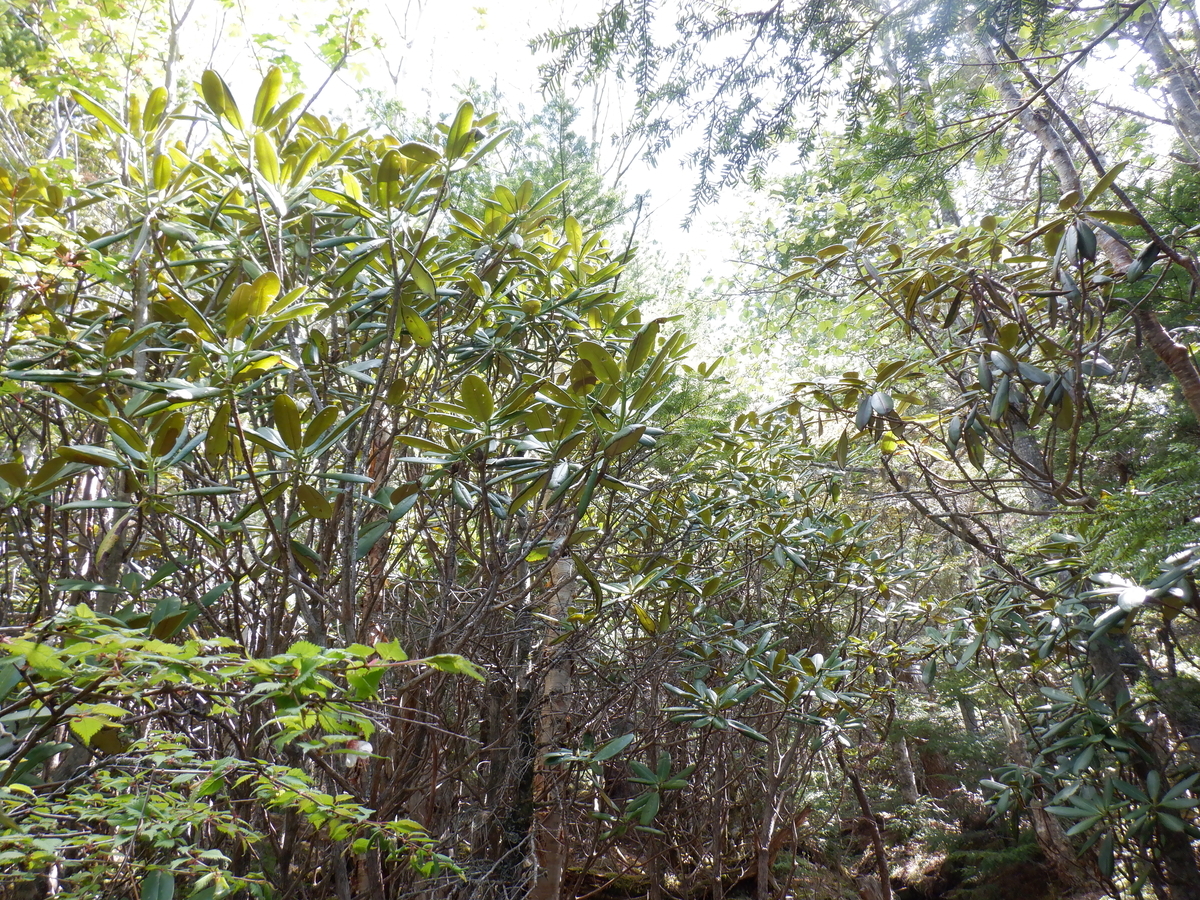 f:id:BSFlanker:20210610131824j:plain