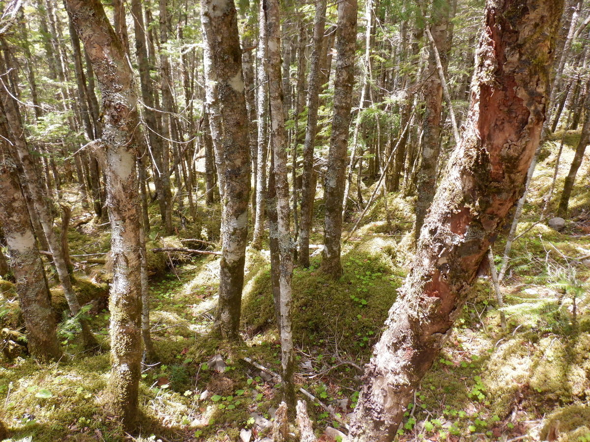 f:id:BSFlanker:20210610135219j:plain