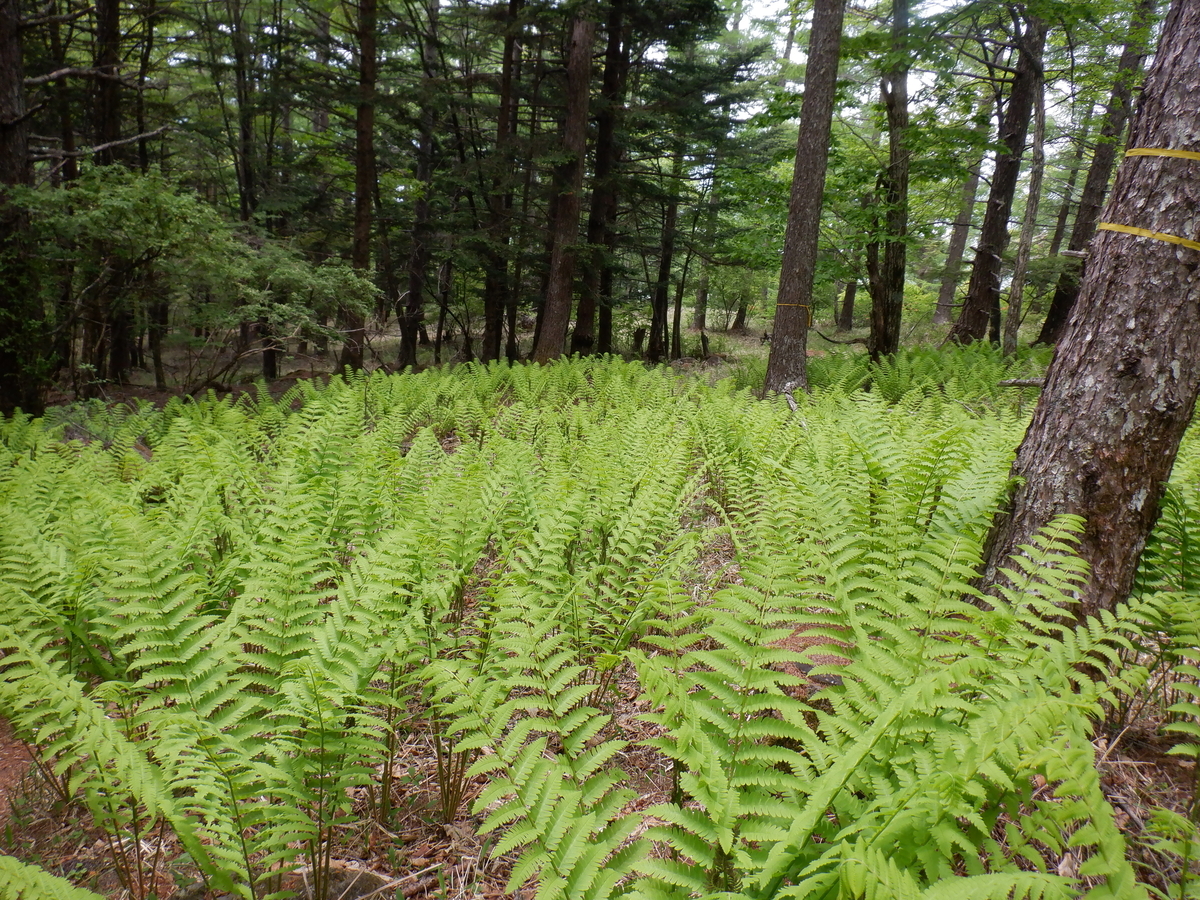 f:id:BSFlanker:20210610135739j:plain