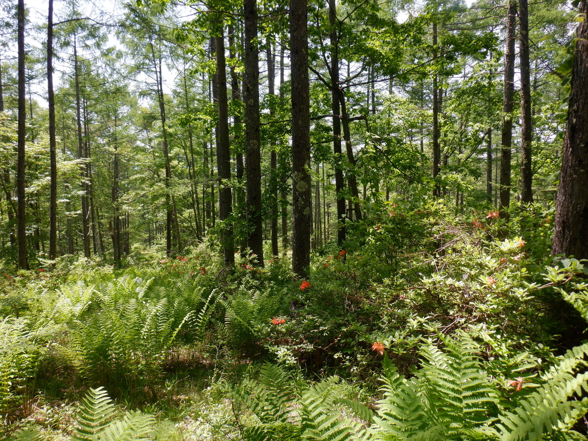 f:id:BSFlanker:20210610201250j:plain