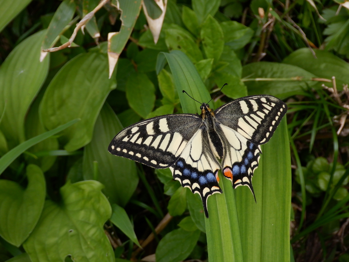 f:id:BSFlanker:20210703114241j:plain
