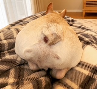 犬のツツガムシ：治療と予防