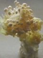 [ネタ][食品]旬が終わりかけの白菜の芯から出てきたつぼみ