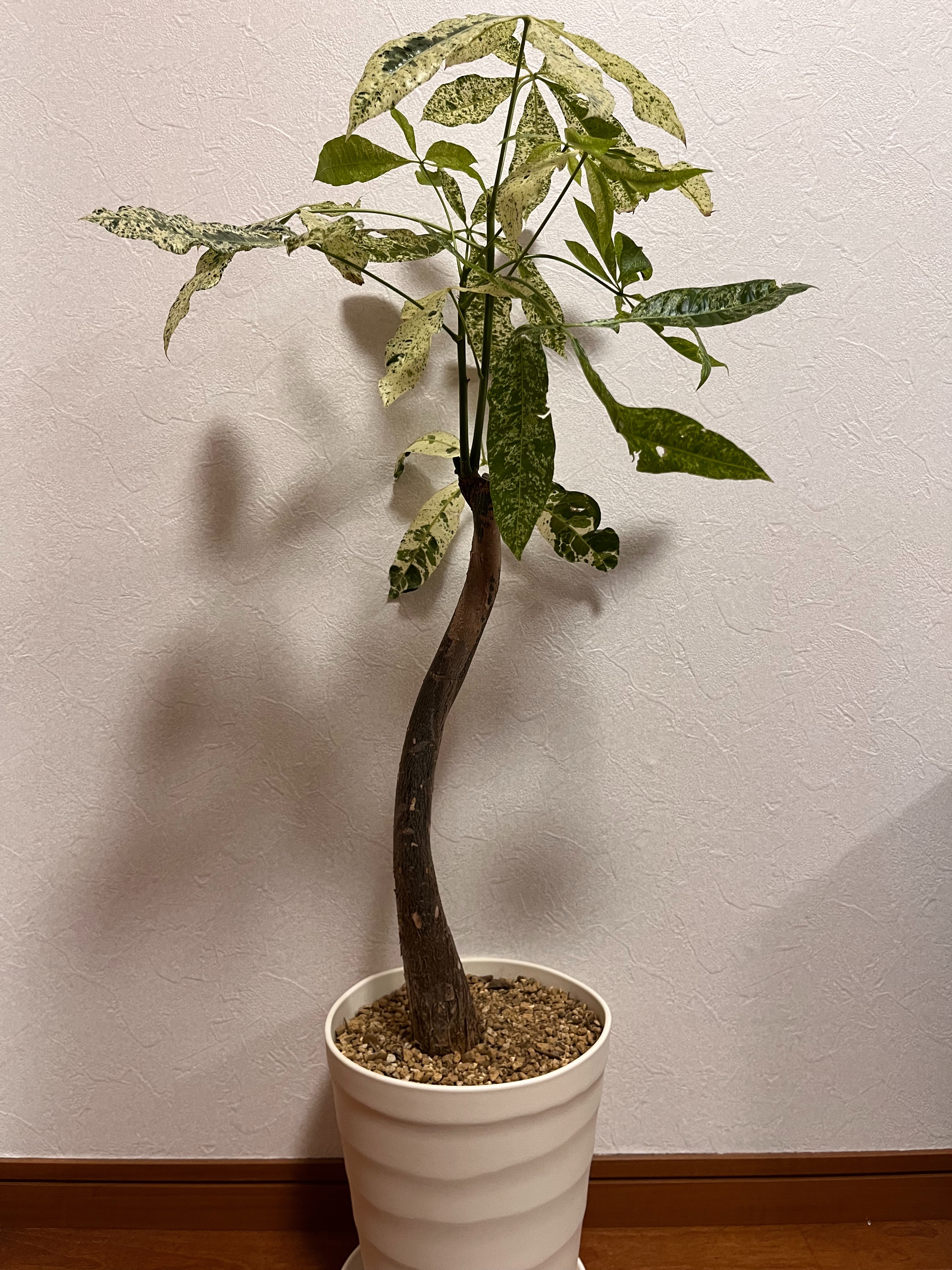 実生パキラミルキーウェイA8/複数接木/枝分岐パラソル仕立て/無機質