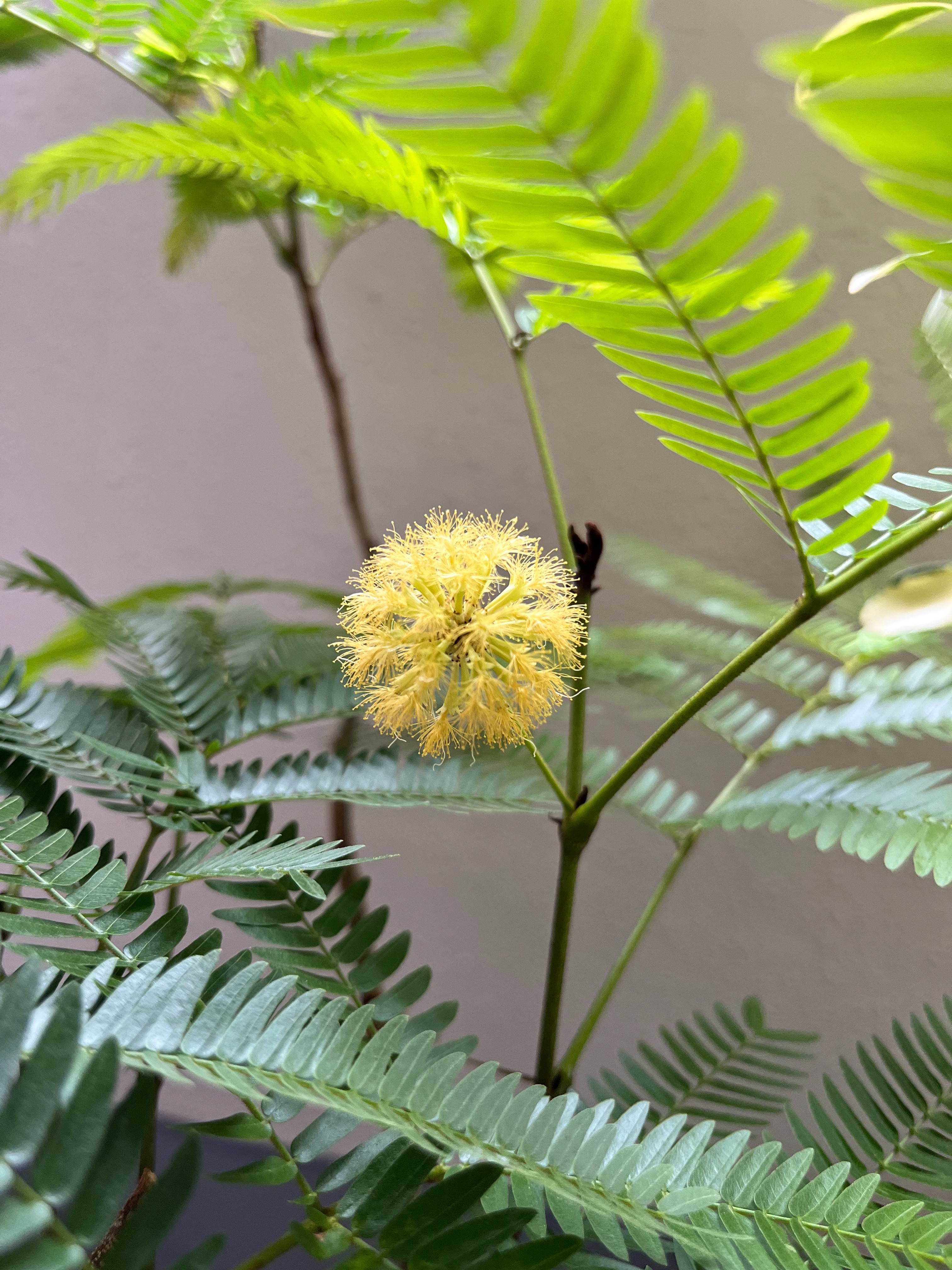エバーフレッシュ開花！環境は？ - 研究職のSilent栽培Bar
