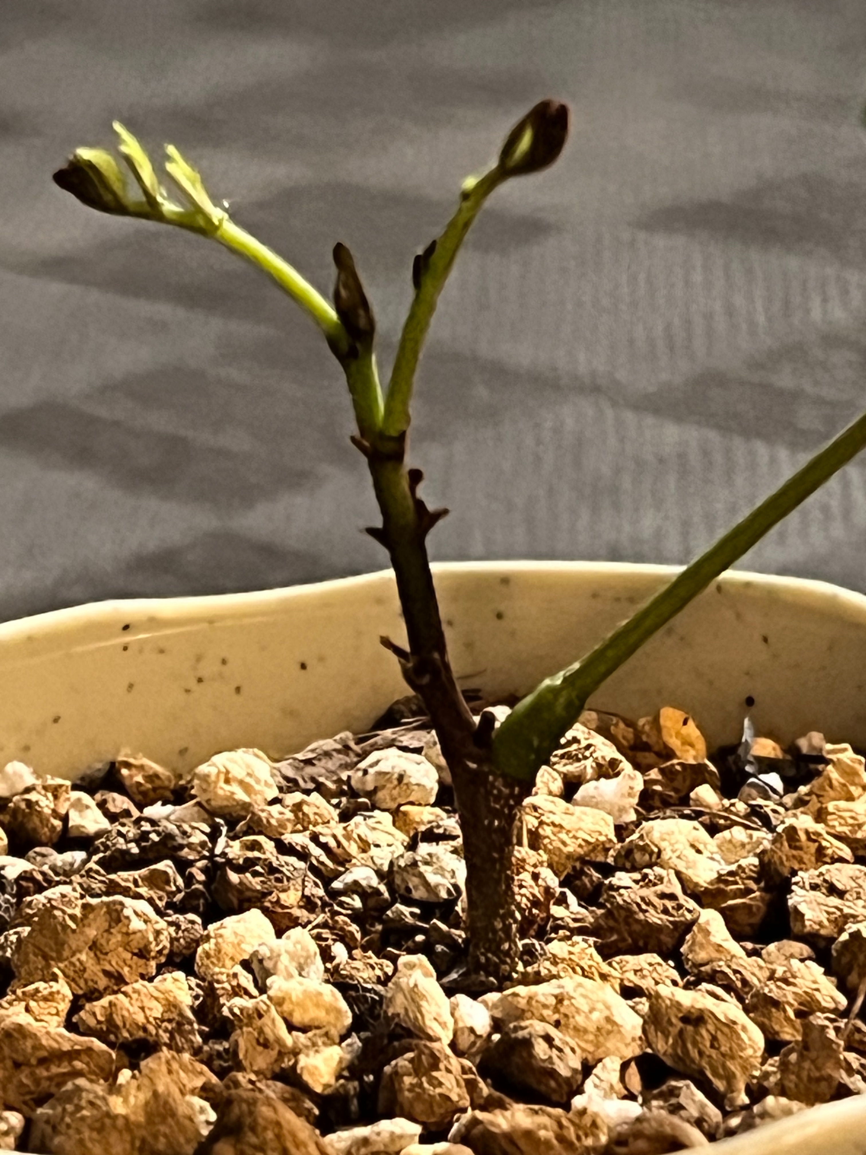 エバーフレッシュの挿し木〜土植え4週間後〜 - 研究職のSilent
