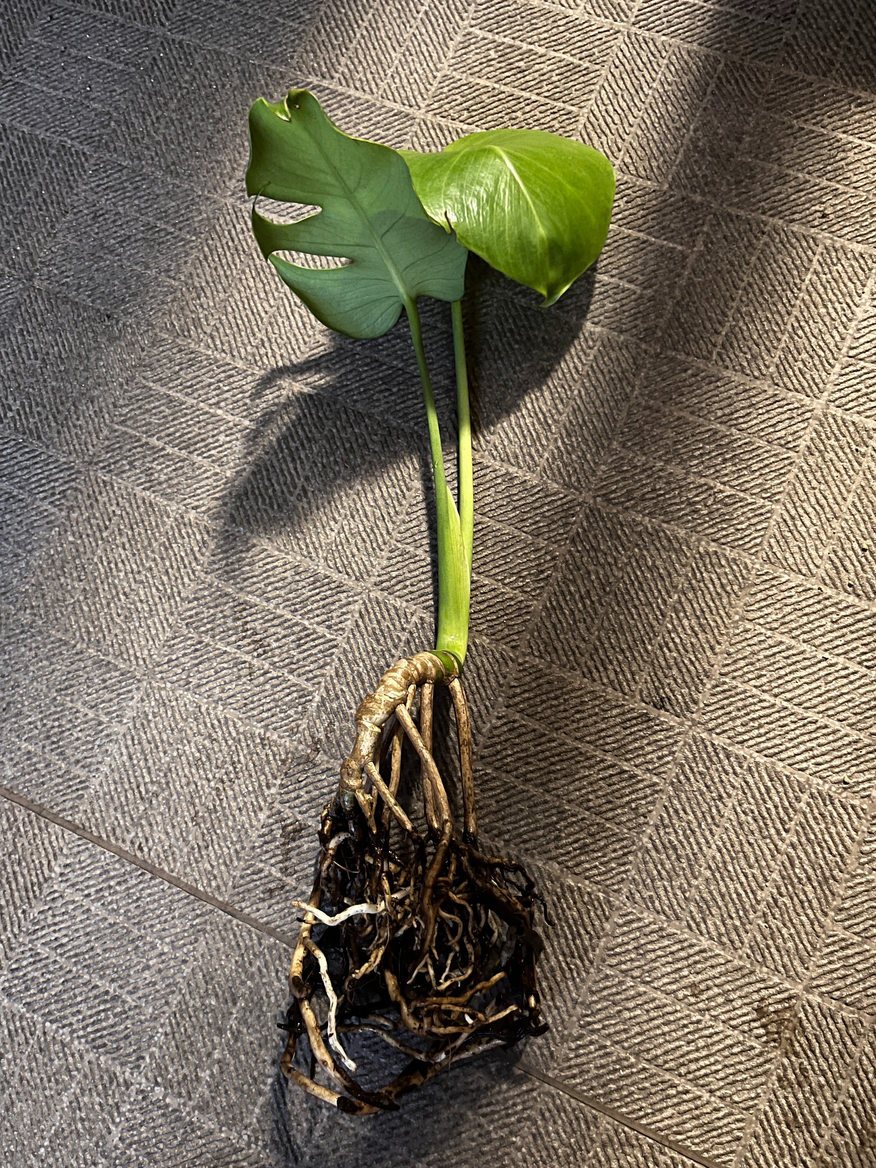 植え替え済 黄斑入り モンステラ・デリシオーサ 実生株より 植え替え済 黄斑入り モンステラ・デリシオーサ 実生株より