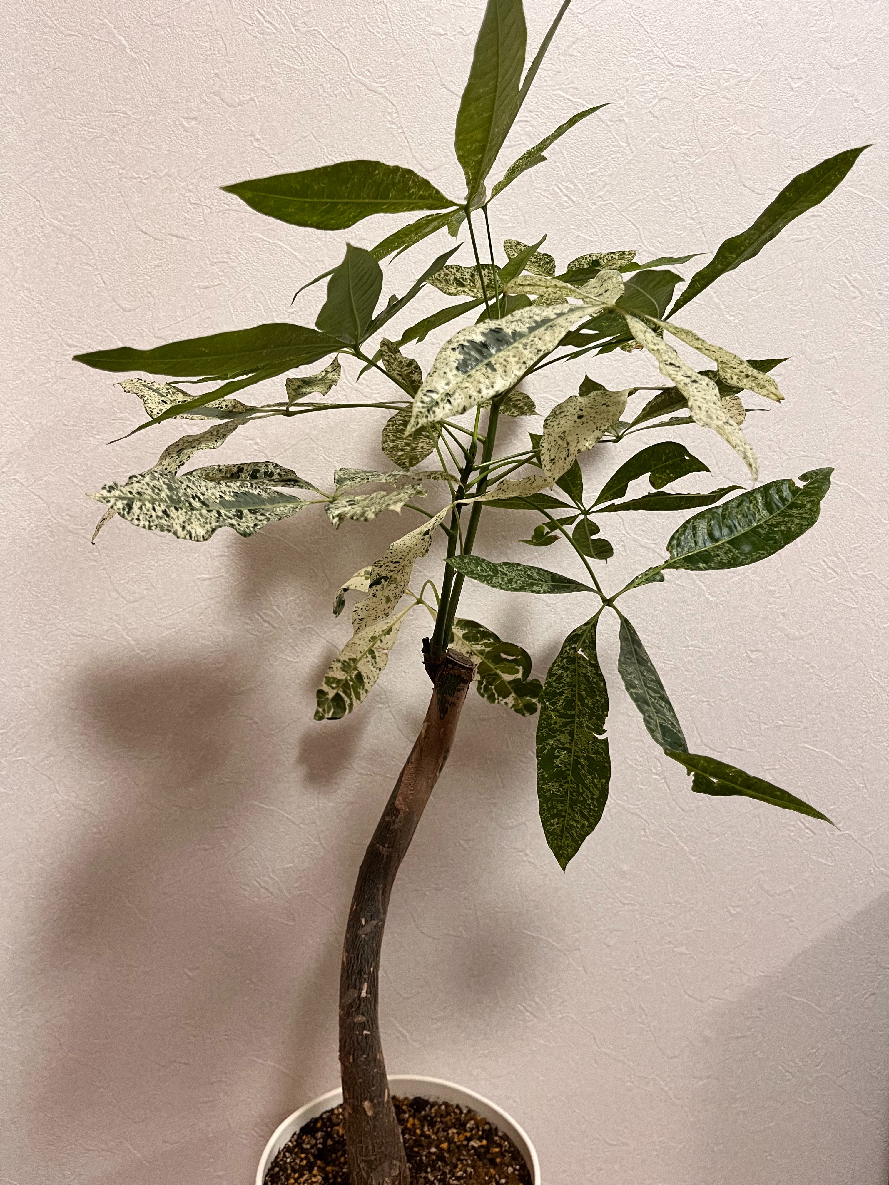 パキラ・ミルキーウェイ〜植え替え2ヶ月後〜 - 研究職のSilent